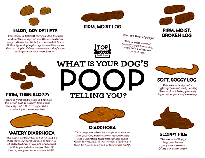 Should a puppy poop after every meal?