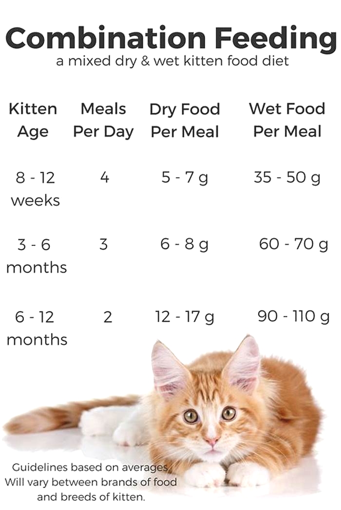 Should kittens eat more wet or dry food