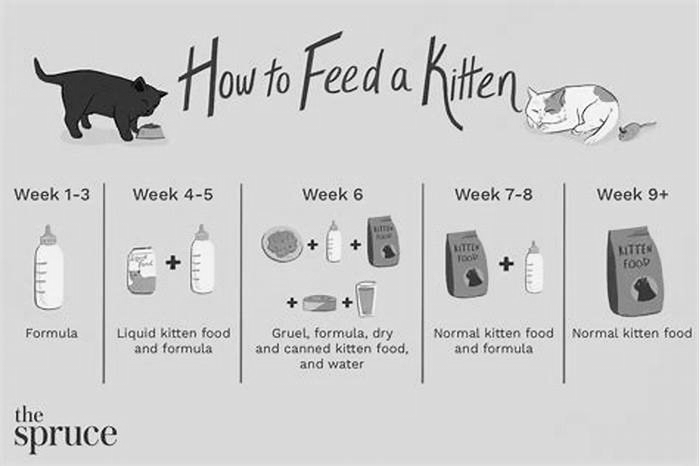 Should kittens eat wet or dry food?