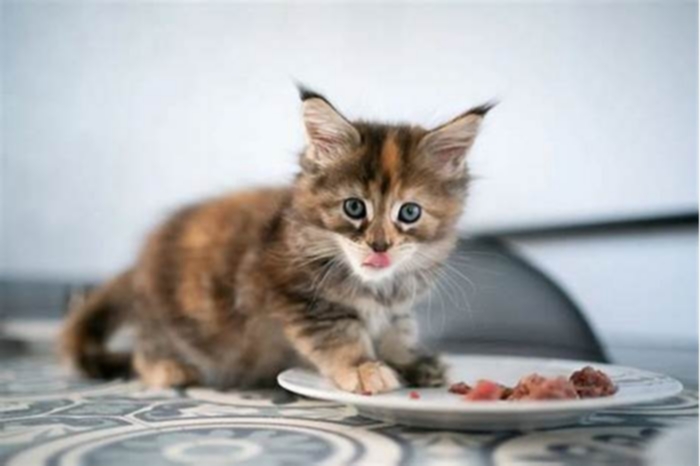 What age can kittens eat Whiskas?