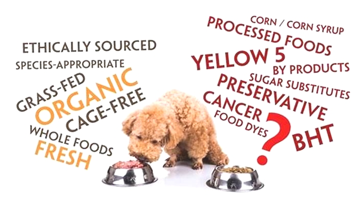 What are the main ingredients to avoid in dog food