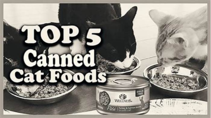 What are the top 3 cat foods