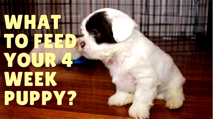 What can I feed a 4 week old puppy?