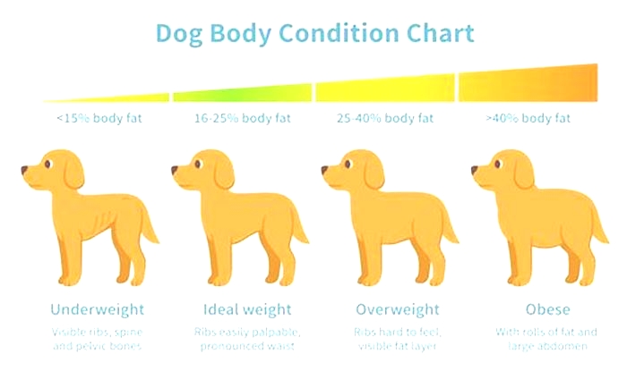 What can I feed my overweight dog to lose weight?