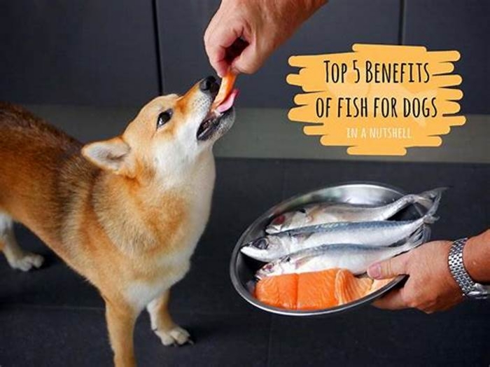 What fish is best for dogs