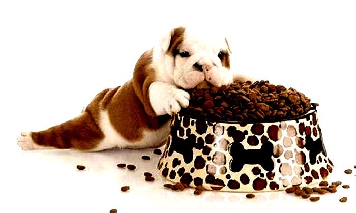 What food is best for puppies?