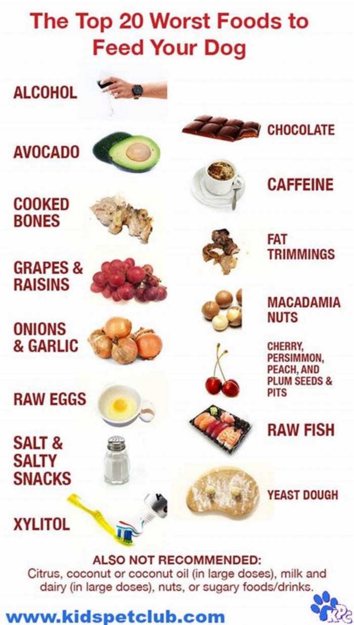 What foods should you not give a puppy