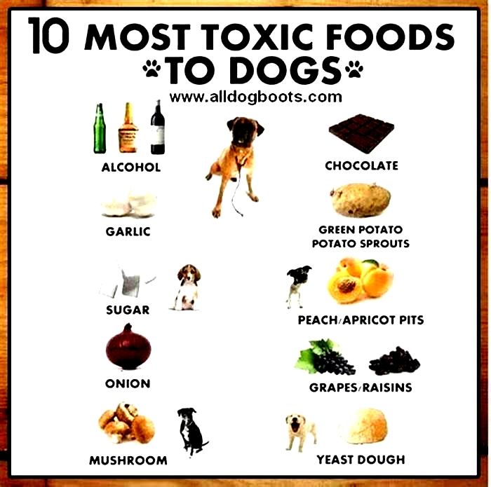 What fruit is most toxic to dogs