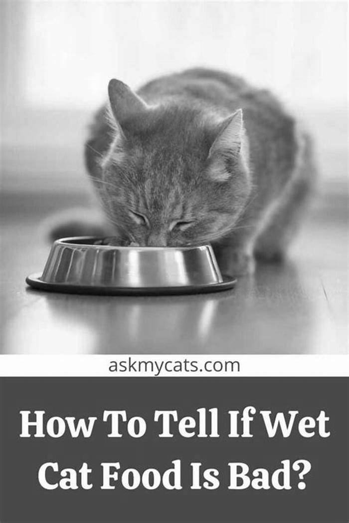 What happens if a kitten eats too much wet food