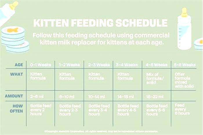 What is a good kitten feeding schedule