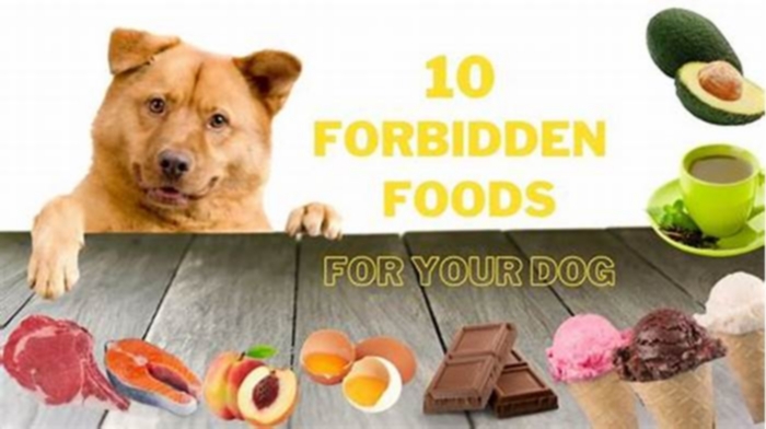 What is forbidden dog food