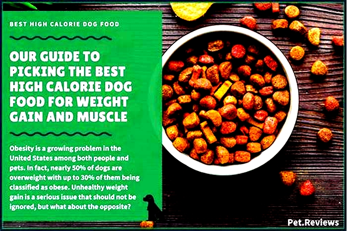 What is the best dog food for weight gain?