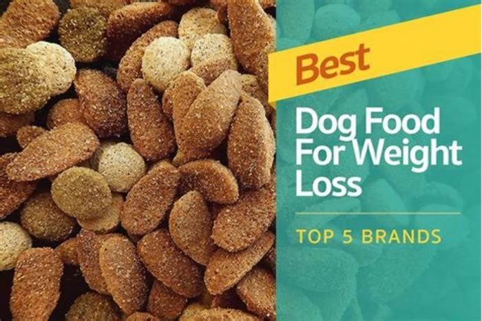 What is the best food for dogs to lose weight