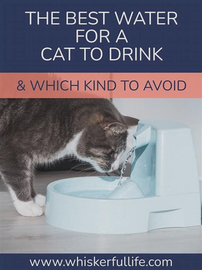 What is the best way for kittens to drink water?