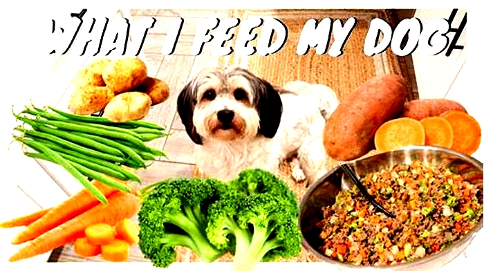 What is the cheapest and healthiest way to feed a dog