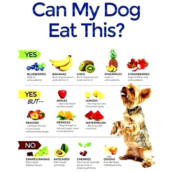 What is the most healthy food for puppies?