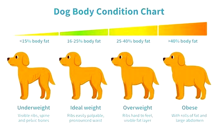 What makes a dog gain weight?