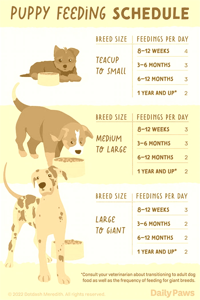 What should a puppy eat daily?