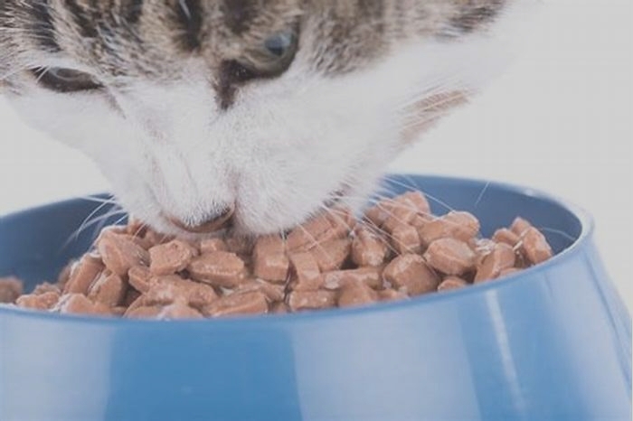 What wet cat food do vets recommend?