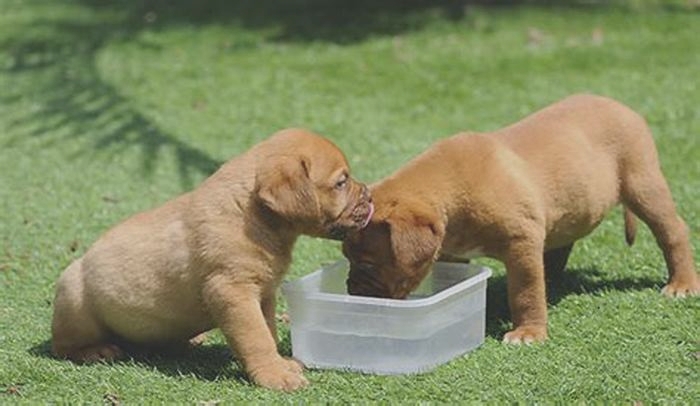 When can puppies start drinking water?