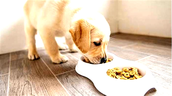 When should I stop feeding puppy food?