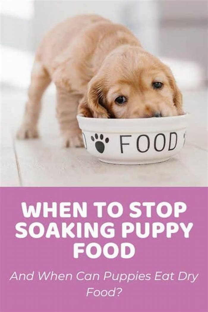 When should I stop putting water in my puppies food?