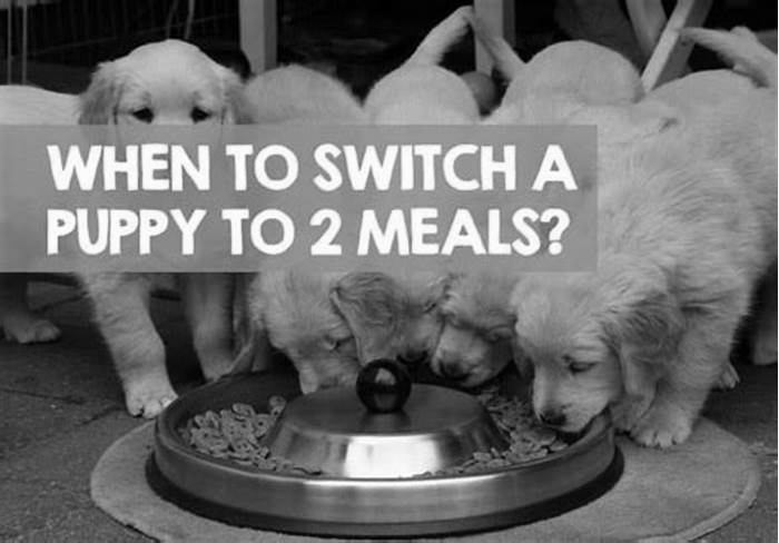 When to change puppy from 3 meals to 2