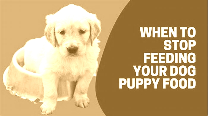 When to stop feeding puppy food?