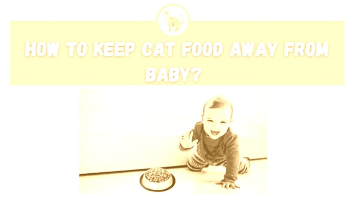 When to stop kitten food?