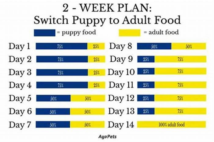 When to switch puppy to 1 meal a day?