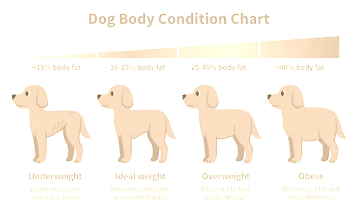 Why is my dog fat but doesn't eat?