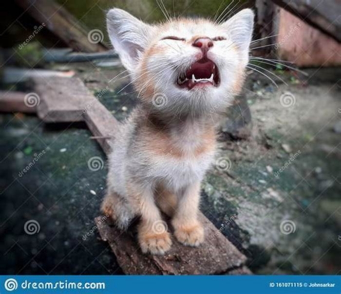 Will a kitten cry when it s hungry