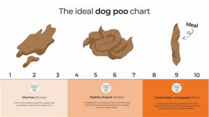 Will fiber firm up dog poop